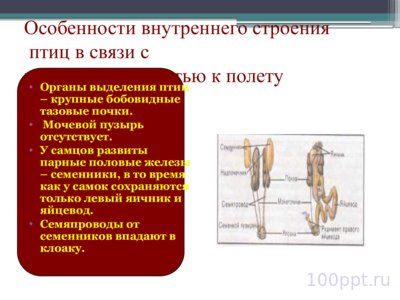 Презентация размножение и развитие птиц - слайд 2 2 слайд презентации размножение и развитие птиц