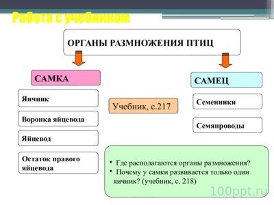 Презентация размножение и развитие птиц - слайд 3 3 слайд презентации размножение и развитие птиц