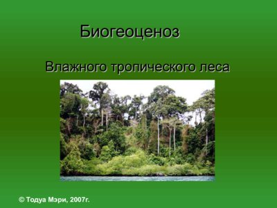 Презентация биогеоценоз влажного тропического леса