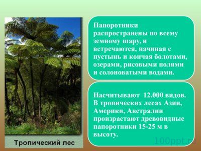 Презентация папоротники, плавуны и хвощи - слайд 6 6 слайд презентации папоротники, плавуны и хвощи