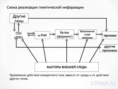 Презентация молекулярные основы наследственности - слайд 3 3 слайд презентации молекулярные основы наследственности