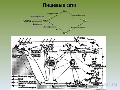 Презентация экология сообществ - слайд 8 8 слайд презентации экология сообществ