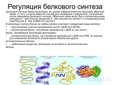 Презентация материальные основы наследственности - слайд 8 8 слайд презентации материальные основы наследственности
