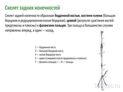 Презентация класс птицы - слайд 9 9 слайд презентации класс птицы