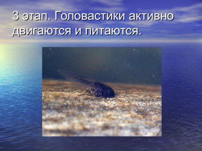 Презентация из головастика в лягушку - слайд 6 6 слайд презентации из головастика в лягушку