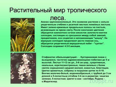 Презентация биогеоценоз влажного тропического леса - слайд 6 6 слайд презентации биогеоценоз влажного тропического леса