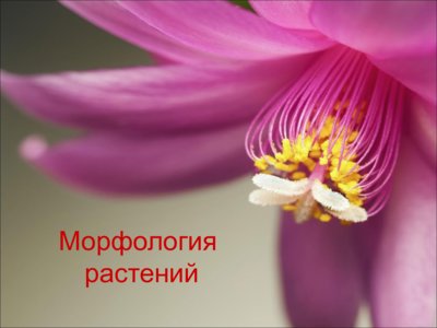 Презентация морфология растений