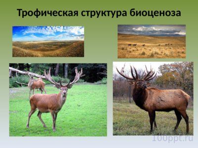 Презентация экология сообществ - слайд 6 6 слайд презентации экология сообществ