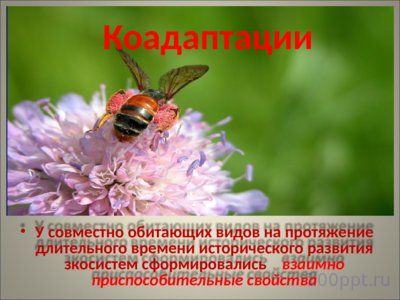 Презентация совместная жизнь видов в биогеоценозе - слайд 4 4 слайд презентации совместная жизнь видов в биогеоценозе