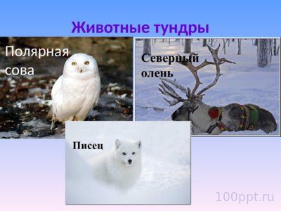 Презентация природные зоны России - слайд 9 9 слайд презентации природные зоны России