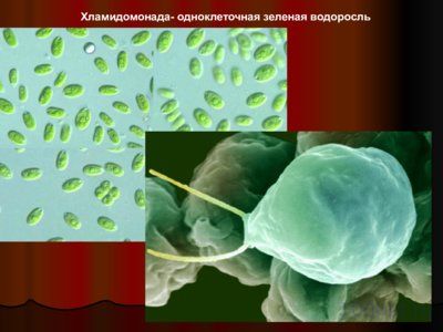 Презентация водоросли - слайд 4 4 слайд презентации водоросли