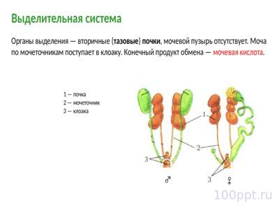 Презентация класс птицы - слайд 13 13 слайд презентации класс птицы
