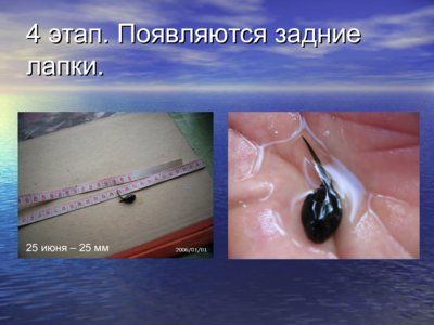 Презентация из головастика в лягушку - слайд 4 4 слайд презентации из головастика в лягушку