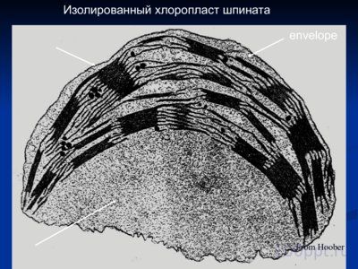 Презентация нехромосомная (внеядерная) наследственность - слайд 6 6 слайд презентации нехромосомная (внеядерная) наследственность