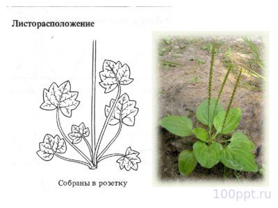 Презентация морфология растений - слайд 6 6 слайд презентации морфология растений