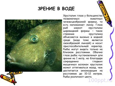 Презентация класс рыбы - слайд 9 9 слайд презентации класс рыбы
