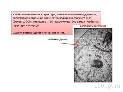 Презентация хромосомное и цитоплазматическое наследование - слайд 8 8 слайд презентации хромосомное и цитоплазматическое наследование