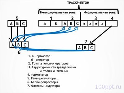 Презентация молекулярные основы наследственности - слайд 11 11 слайд презентации молекулярные основы наследственности