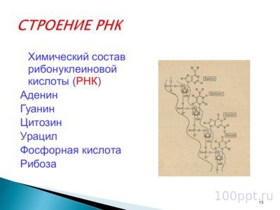 Презентация биохимические основы наследственности - слайд 8 8 слайд презентации биохимические основы наследственности