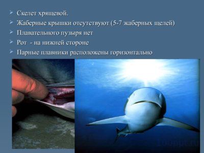 Презентация класс хрящевые рыбы - слайд 2 2 слайд презентации класс хрящевые рыбы