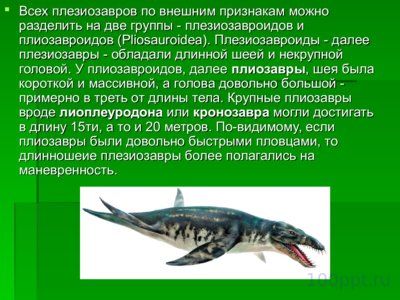Презентация морские динозавры - слайд 5 5 слайд презентации морские динозавры