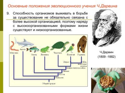 Презентация эволюционное учение - слайд 8 8 слайд презентации эволюционное учение
