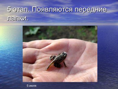 Презентация из головастика в лягушку - слайд 7 7 слайд презентации из головастика в лягушку