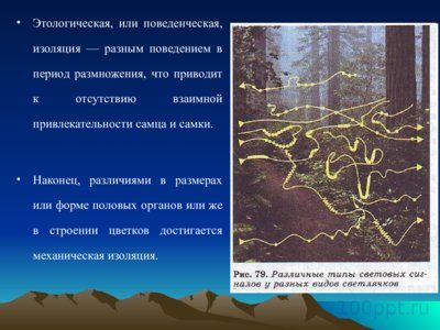 Презентация изолирующие механизмы - слайд 4 4 слайд презентации изолирующие механизмы