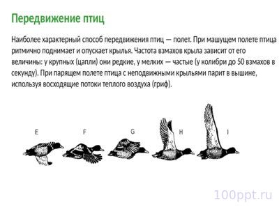 Презентация класс птицы - слайд 11 11 слайд презентации класс птицы