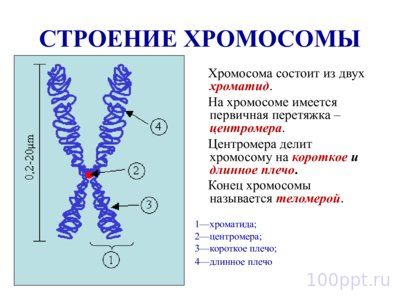 Презентация морфология хромосом - слайд 4 4 слайд презентации морфология хромосом