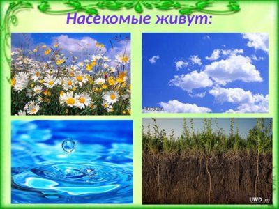 Презентация таинственный мир насекомых - слайд 3 3 слайд презентации таинственный мир насекомых