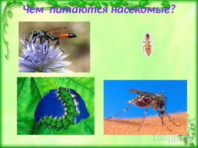 Презентация таинственный мир насекомых - слайд 4 4 слайд презентации таинственный мир насекомых