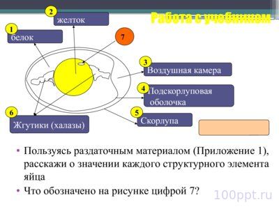 Презентация размножение и развитие птиц - слайд 4 4 слайд презентации размножение и развитие птиц