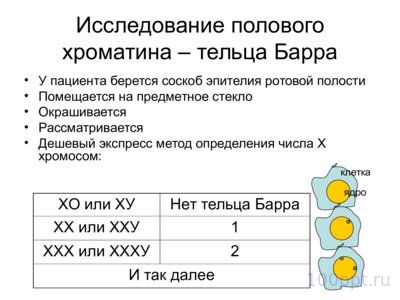 Презентация морфология хромосом - слайд 10 10 слайд презентации морфология хромосом