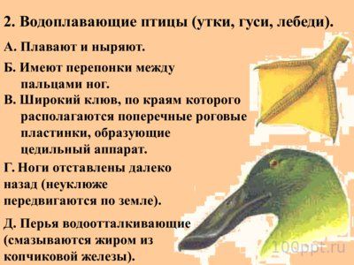 Презентация многообразие птиц - слайд 7 7 слайд презентации многообразие птиц