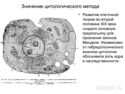 Презентация цитологические основы наследственности - слайд 1 1 слайд презентации цитологические основы наследственности