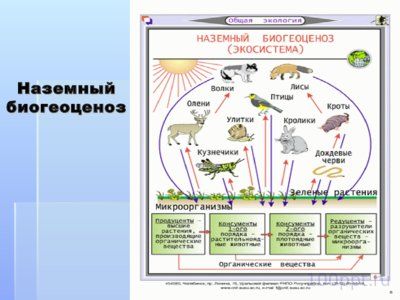 Презентация структура экосистемы - слайд 3 3 слайд презентации структура экосистемы