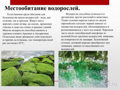Презентация жизненные формы водорослей - слайд 8 8 слайд презентации жизненные формы водорослей