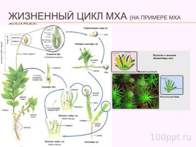 Презентация жизненный цикл мха Фунария - слайд 5 5 слайд презентации жизненный цикл мха Фунария