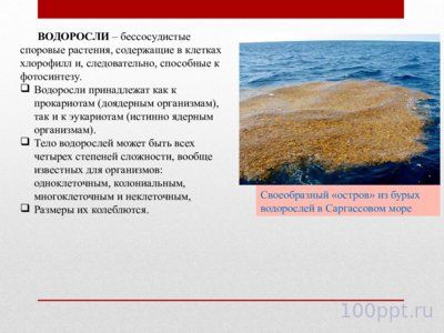 Презентация жизненные формы водорослей - слайд 1 1 слайд презентации жизненные формы водорослей