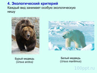 Презентация вид и видообразование - слайд 8 8 слайд презентации вид и видообразование