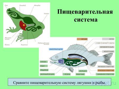 Презентация внутреннее строение лягушки - слайд 2 2 слайд презентации внутреннее строение лягушки