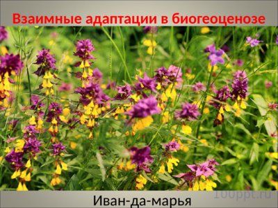 Презентация совместная жизнь видов в биогеоценозе - слайд 10 10 слайд презентации совместная жизнь видов в биогеоценозе