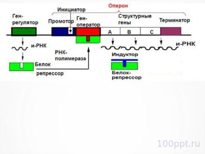 Презентация молекулярные основы наследственности - слайд 7 7 слайд презентации молекулярные основы наследственности