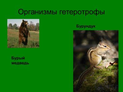 Презентация биогеоценоз лиственного леса - слайд 6 6 слайд презентации биогеоценоз лиственного леса