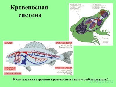 Презентация внутреннее строение лягушки - слайд 7 7 слайд презентации внутреннее строение лягушки
