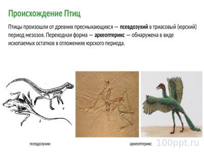Презентация класс птицы - слайд 2 2 слайд презентации класс птицы