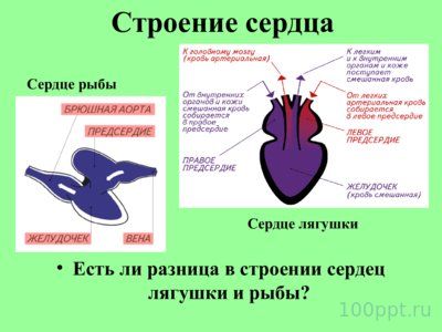 Презентация внутреннее строение лягушки - слайд 5 5 слайд презентации внутреннее строение лягушки