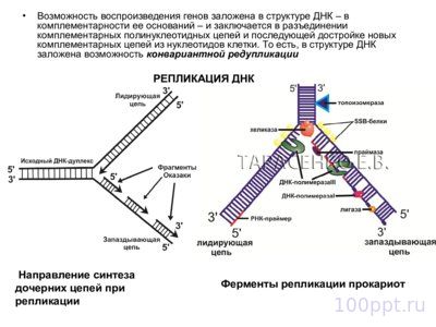 Презентация материальные основы наследственности - слайд 3 3 слайд презентации материальные основы наследственности