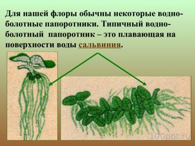 Презентация папоротники, плавуны и хвощи - слайд 9 9 слайд презентации папоротники, плавуны и хвощи
